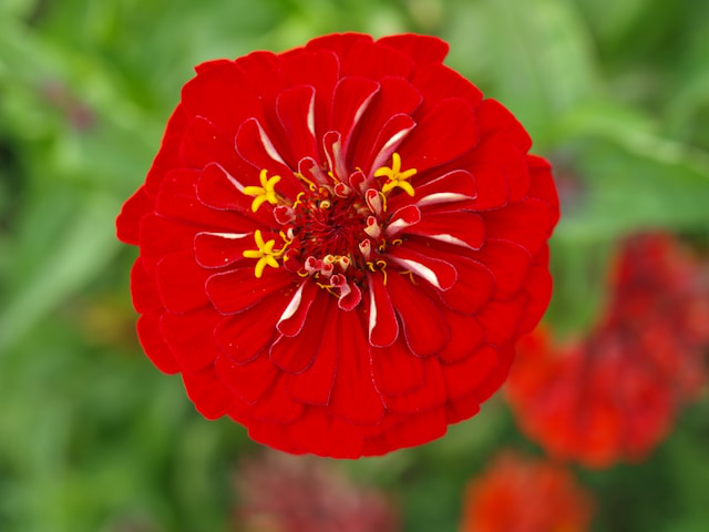 A red flower known as a Zinnia, specifically a Big Red Zinnia.